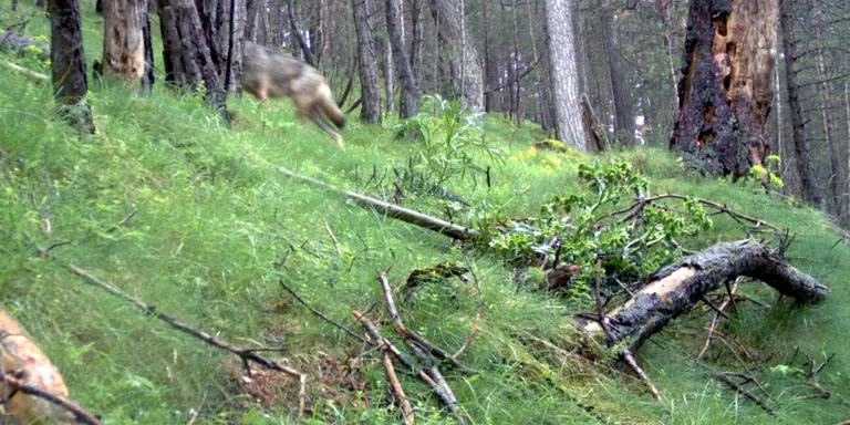 El projecte LoupO confirma que s'ha identificat 8 llops al Pirineu i eleva a 70 la xifra actual d'óssos