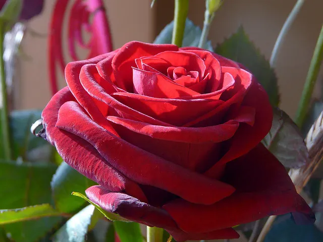 Més de set milions de roses per Sant Jordi
