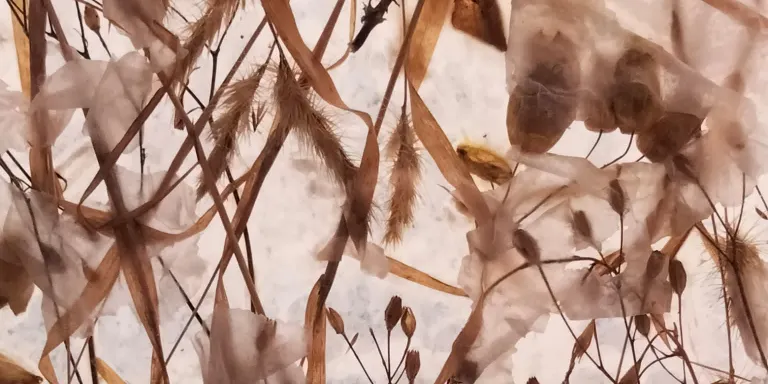 ‘Crònica’ del 21 de desembre