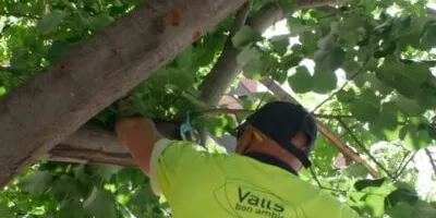 Valls aposta en tractaments naturals pel control de plagues en l’arbrat