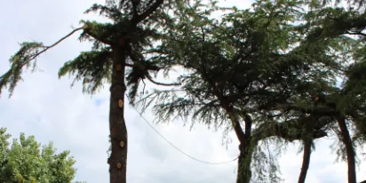 Iniciada la tala de cinc arbres del Parc del Cadí de la Seu d’Urgell
