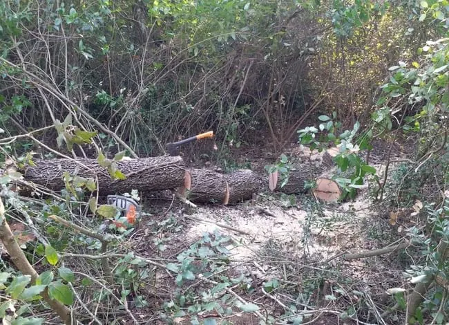 Enxampen dues persones tallant alzines de grans dimensions del Parc del Montnegre i el Corredor