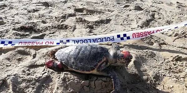 La Policia Local d’Altafulla localitza un exemplar de tortuga babaua morta a la platja