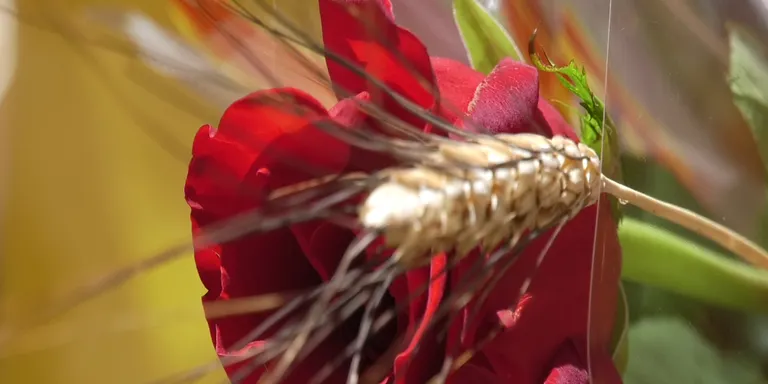 NOU REPORTATGE: Aquest any per Sant Jordi sí hem tingut roses i llibres al carrer