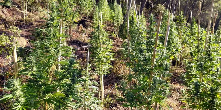Desmantellen una plantació exterior de marihuana amb 400 plantes en una zona boscosa de Bellprat