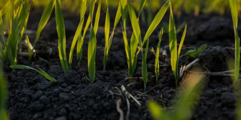 La recuperació de la vegetació després d'un foc ajuda a regenerar les funcions microbianes del sòl