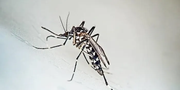 Les pluges i les altes temperatures aconsellen ampliar la campanya de lluita contra el mosquit tigre