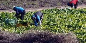 El Govern, ajuntaments, el sector agroalimentari de Lleida i els agents socials van acordar aquest passat dimecres les mesures per a garantir la seguretat en la campanya de la fruita d’enguany