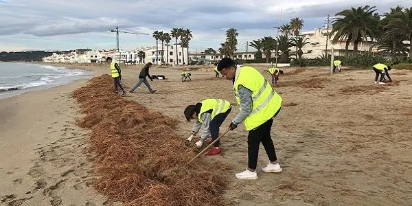 L’Ajuntament d’Altafulla reprèn la renaturalització del cordó dunar de la zona del Fortí