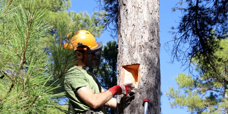 Creen més de 200 refugis als arbres per afavorir l'augment de biodiversitat als boscos de la Catalunya Central