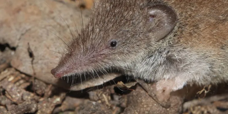 El Grup de Natura del Solsonès organitza diumenge una jornada de seguiment de petits mamífers