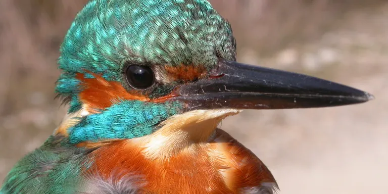 El cens d'ocells aquàtics hivernants al Solsonès observa un centenar d'exemplars d'onze espècies diferents