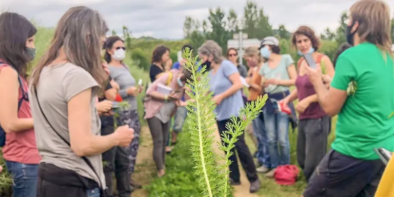El Col·lectiu Eixarcolant presenta un programa d'activitats per descobrir els usos etnobotànics de les plantes oblidades