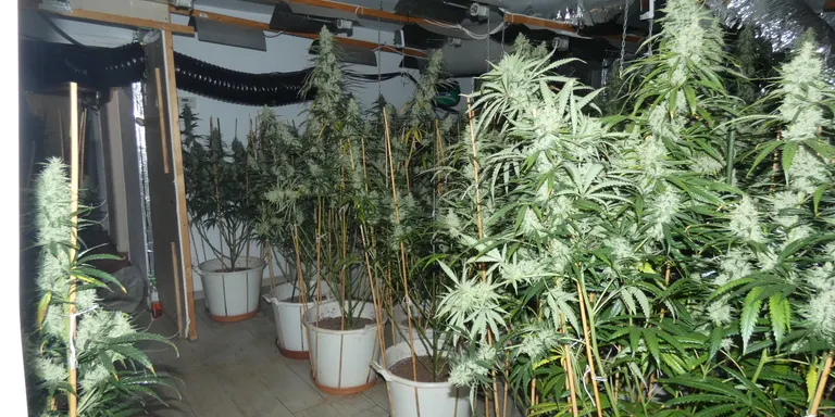 Detingut un home a Torredembarra per tenir una plantació de marihuana