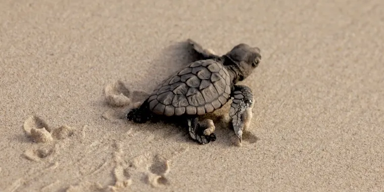 'Caretta a la vista', si veus una tortuga marina truca al 112