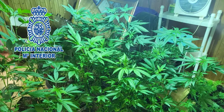 Detenen un home amb antecedents per assassinat i prostitució per cultivar 3.507 plantes de marihuana a Vidreres