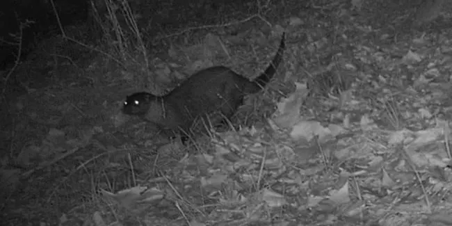 Es detecta per primer cop la presència de llúdriga al Parc del Montnegre i el Corredor