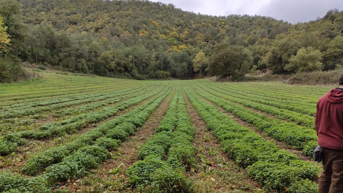 El primer directori de productors de plantes aromàtiques i medicinals de Catalunya recull una quarantena de productors