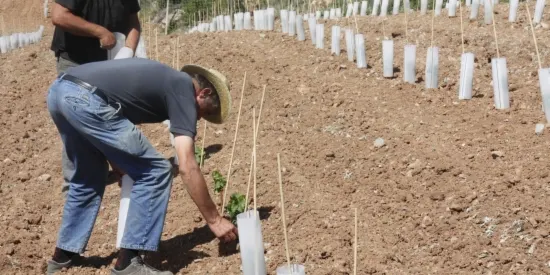 Freixenet planta 12.000 ceps a les primeres vinyes de la Cerdanya