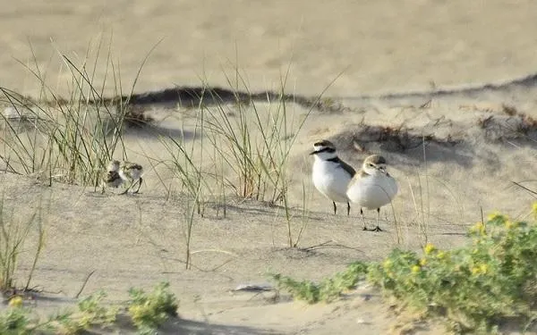 Foto: Birding Catalunya