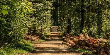 L'Escola Agrària del Solsonès organitza un curs de gestió de boscos adreçat a propietaris forestals