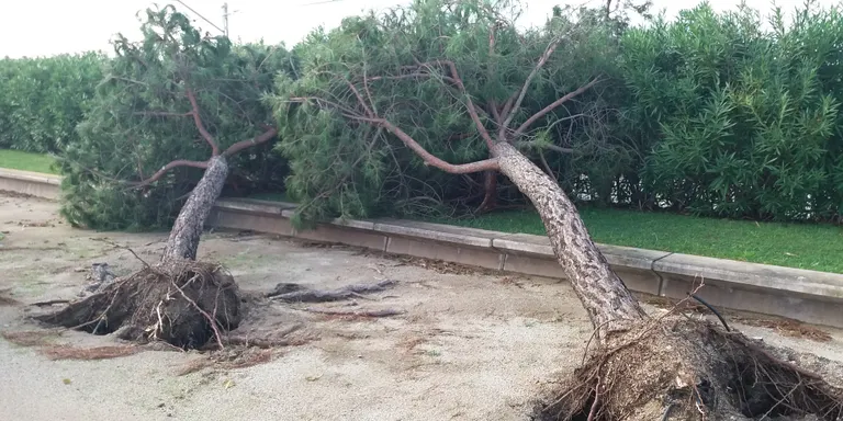 Un esclafit, acompanyat de pluja intensa, malmet arbres i mobiliari urbà a la platja i carrers de Pineda