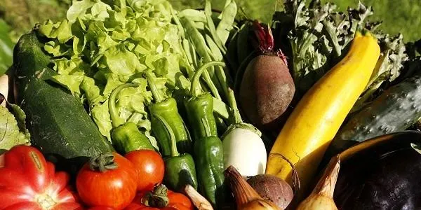 Obertes les inscripcions per participar a una nova edició de l’Hort Ecològic Familiar d’Altafulla