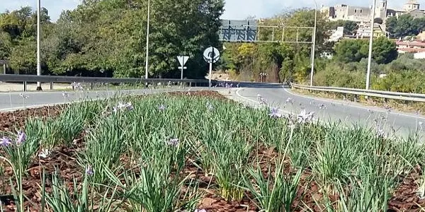 Altafulla embelleix el triangle de la rotonda del Puntet a l’entrada del poble per Torredembarra