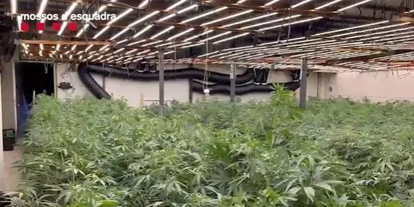 Els Mossos d’Esquadra detenen tres homes i desmantellen una plantació de més de 1.300 plantes de marihuana a Roda de Berà