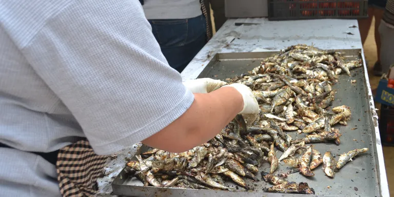 Sardinada i música a Can Comas aquest Dimecres de Cendra