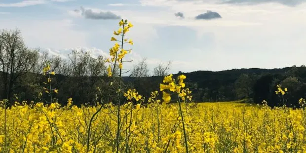 Territori de Masies impulsa la compra col·lectiva de plaques solars al Solsonès
