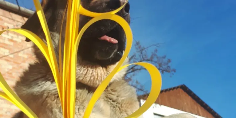 Fígols celebra Diumenge de Rams amb palmons de cartró