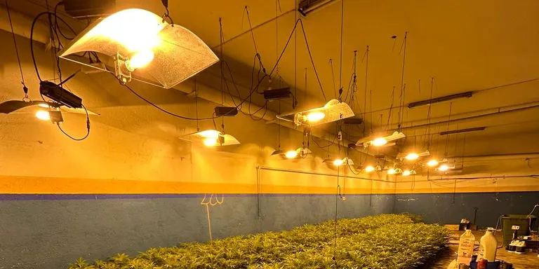 Mossos d'esquadra i policia local incauten una plantació de marihuana en una operació a Pineda