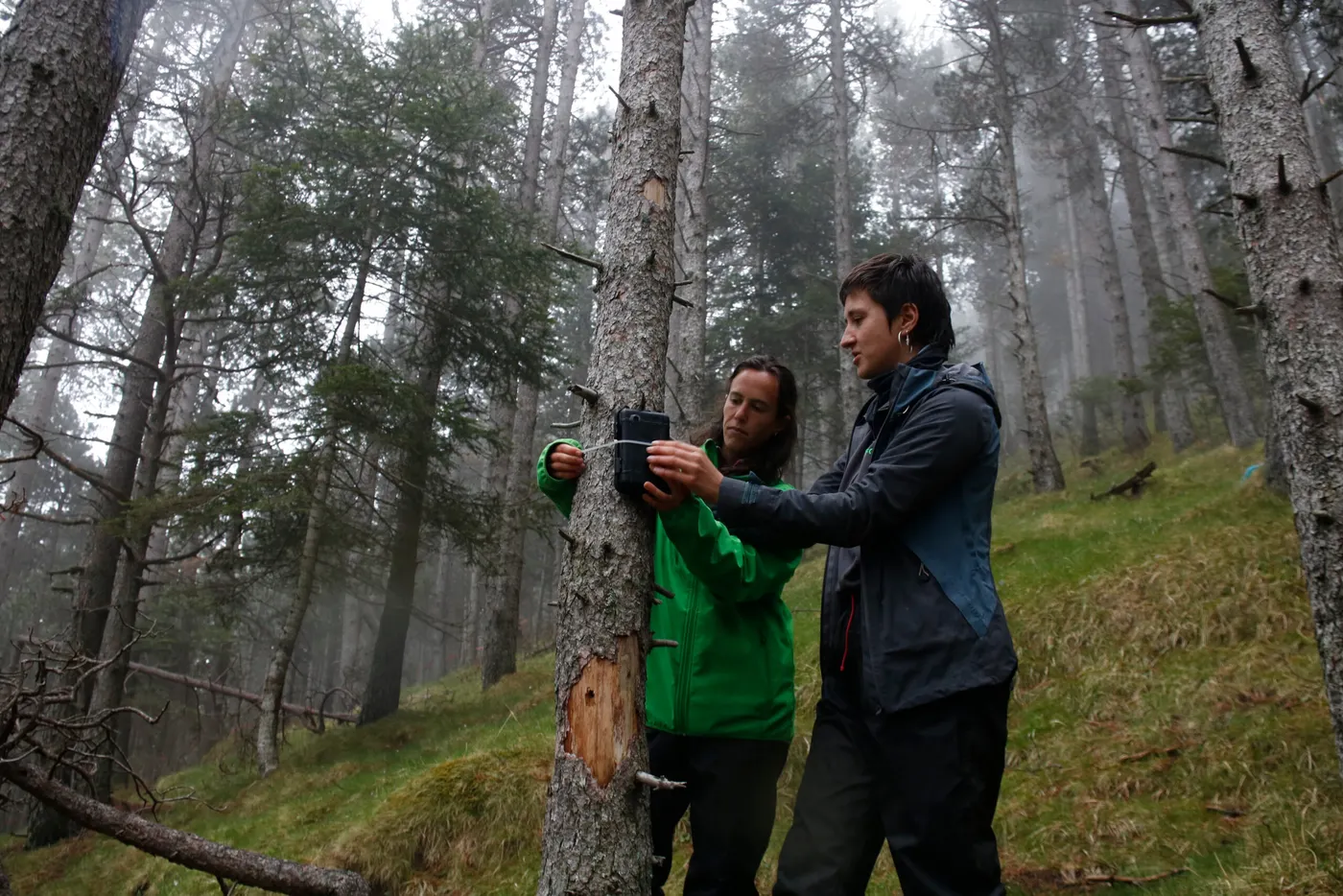Experts del CTFC posen en marxa un estudi i preservació dels boscos de pi negre del Ripollès