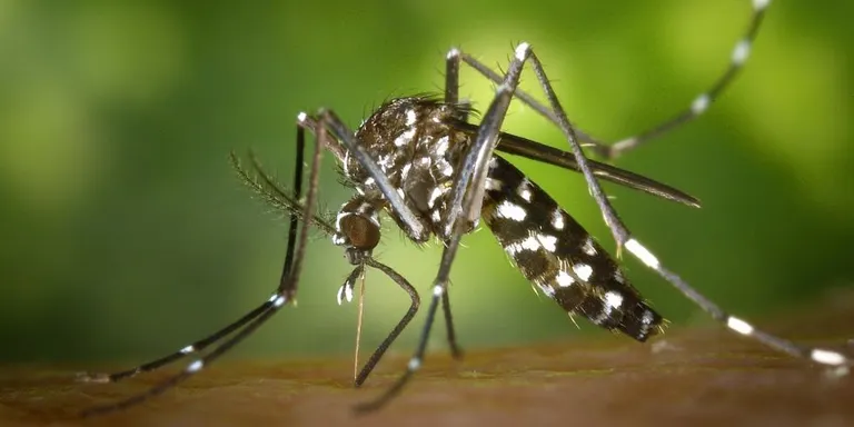 El Consell Comarcal actua contra el mosquit tigre a 17 municipis del Maresme, també a Pineda