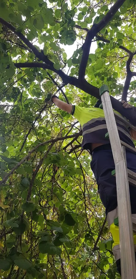 Control biològic de plagues als parcs municipals i arbrat viari