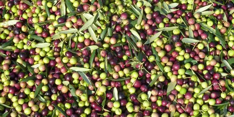 Ja ha començat la campanya de la recollida de les olives a les Garrigues i al Segrià Sud per elaborar l’oli verd