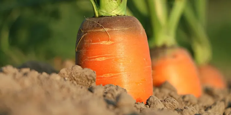 El programa Joves amb Talent ofereix un nou curs integral d'Agricultura Regenerativa