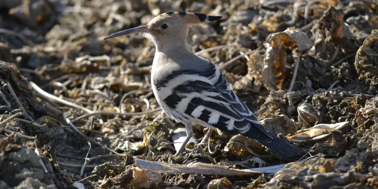 El Parc del Montnegre i el Corredor compta amb 175 espècies diferents de vertebrats