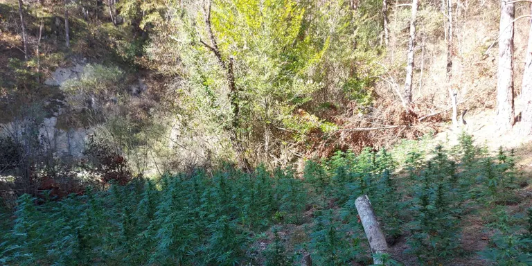 Els Mossos d'Esquadra desmantellen una plantació de marihuana a Guixers