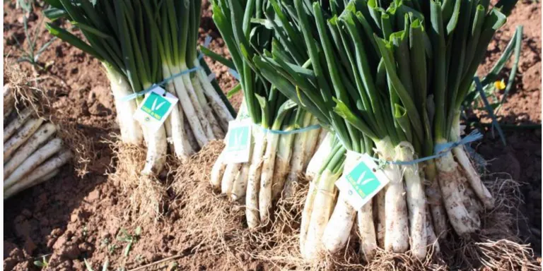 La Iaia Angeleta arrencarà el primer calçot de la temporada