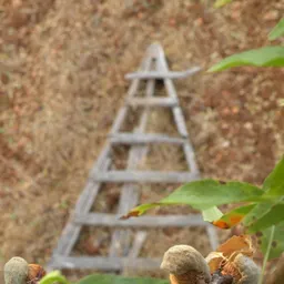 Amics Arbres - Els camps d'ametllers (Prunus amygdalus) 11/7/2024 - episode art