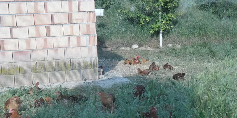 L'Escola Agrària del Solsonès organitza un curs sobre gestió i maneig d'explotacions de pollastre ecològic
