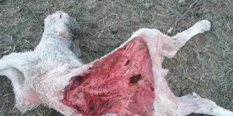 Unió de Pagesos exigeix a Medi Natural que aturi els atacs dels voltors al bestiar