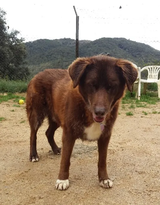 Diumenge 26 de març, XVI Desfilada canina
