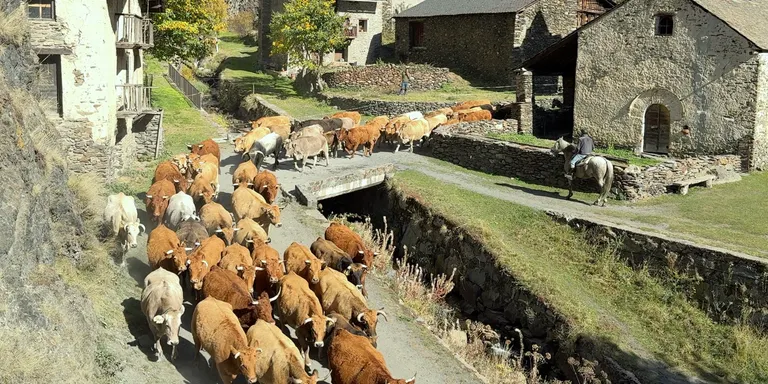 Recullen les vaques de la muntanya de Tor a cavall per agilitzar la feina