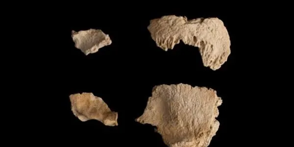Troben un crani de neandertal de 60 mil anys d’antiguitat al jaciment de l’Abric Romaní de Capellades