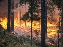 El canvi climàtic projecta un augment dels incendis forestals en regions amb ecosistemes mediterranis