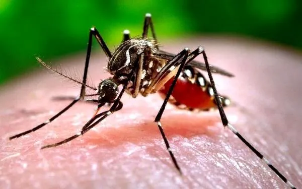 La campanya de lluita contra el mosquit tigre s’allargarà, com a mínim, fins el 15 d’octubre