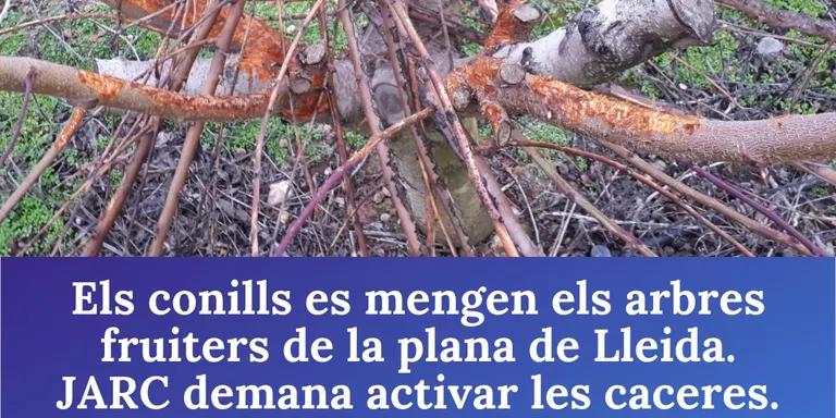 Els conills es mengen els arbres fruiters de la plana de Lleida